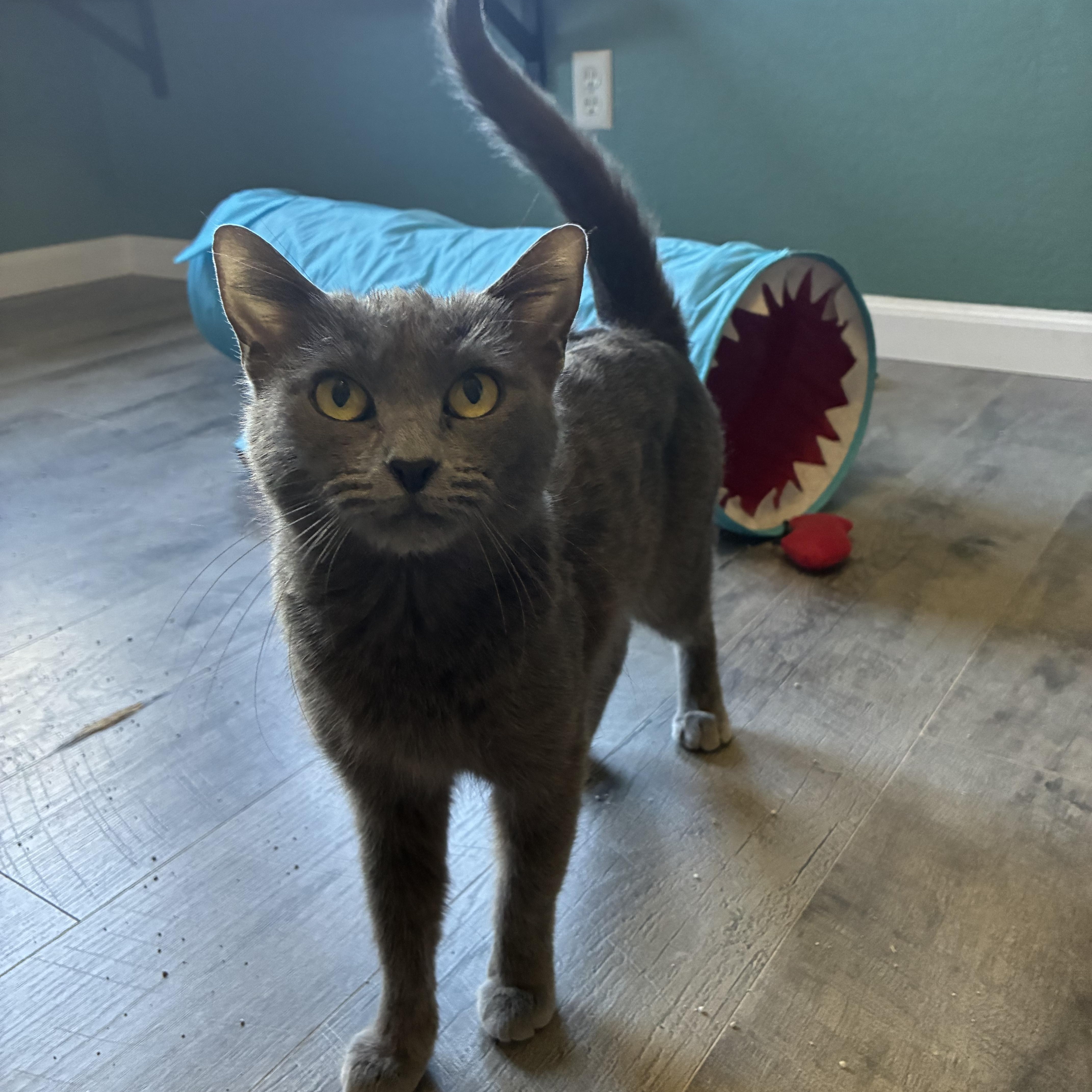 Enlarge Aspen, a ADOPTABLE mixed breed in queen creek, AZ image 3/3