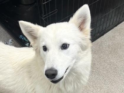 Ron, adopted, Young Male Mixed Breed.