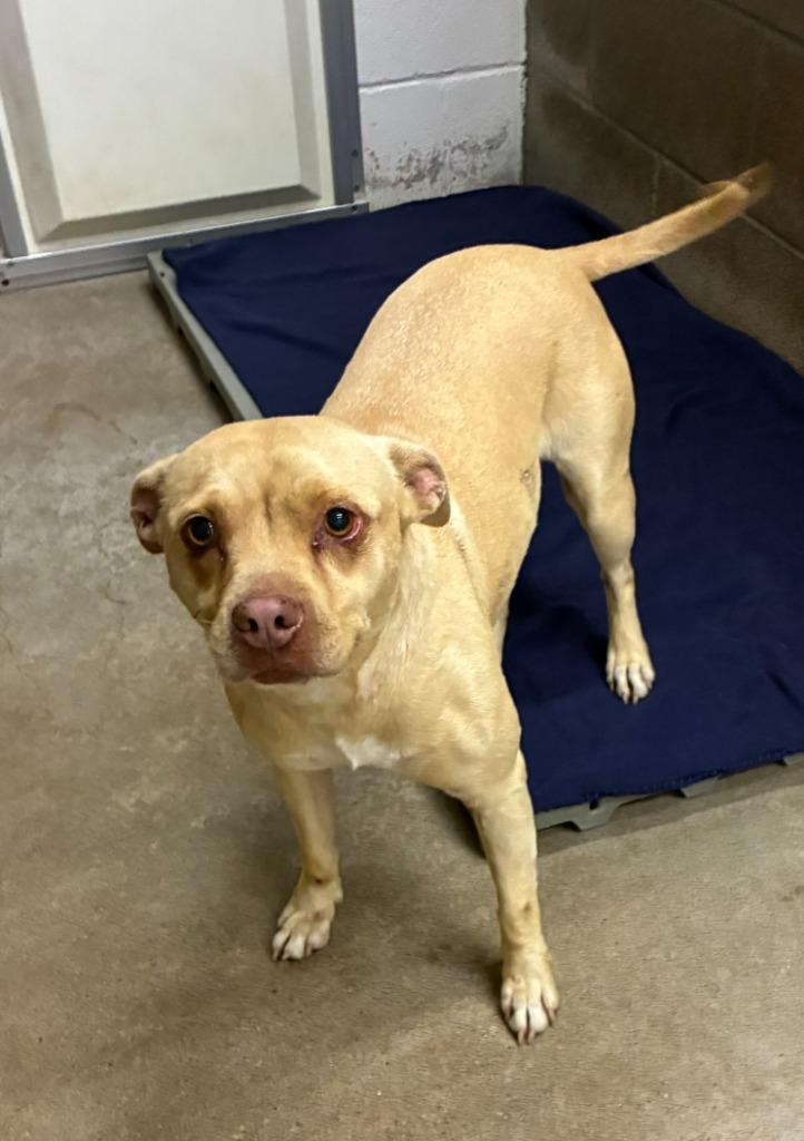 Enlarge Maggie, a Adoptable Mixed Breed in Clarksville, TN image 1/2