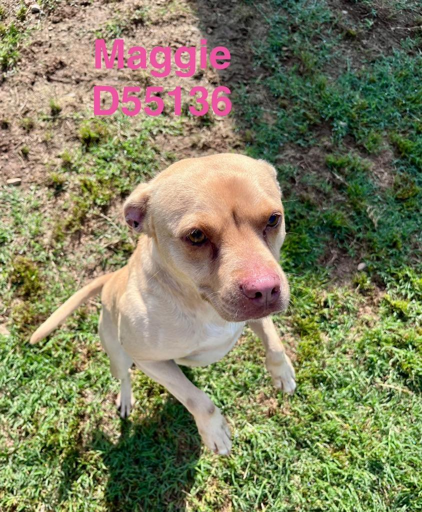 Enlarge Maggie, a Adoptable Mixed Breed in Clarksville, TN image 2/2