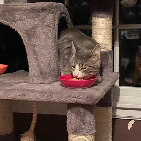 Shadow Jones, Adoptable, Adult Male Domestic Short Hair.