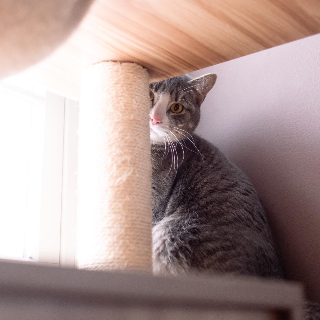 Shadow Jones, a Adoptable Domestic Short Hair in Inver Grove Heights, MN image 2/5