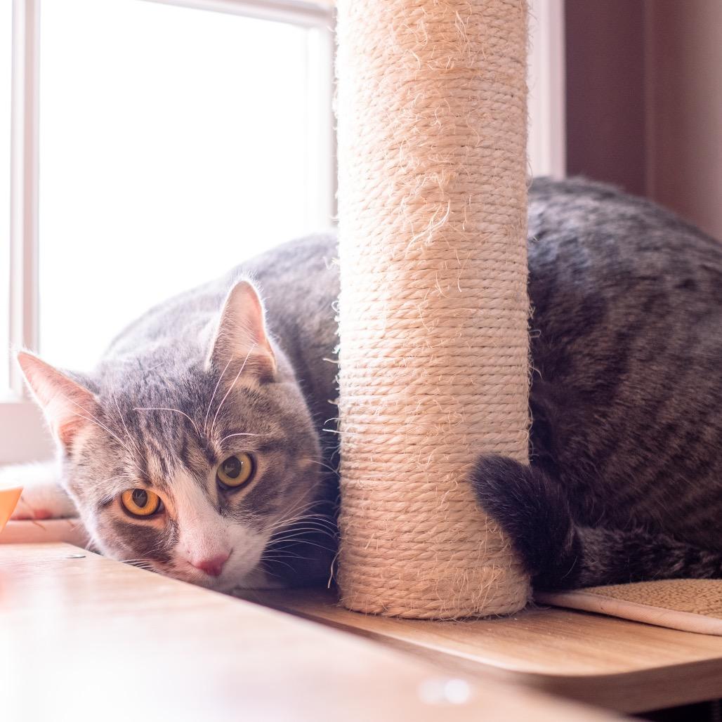 Shadow Jones, a Adoptable Domestic Short Hair in Inver Grove Heights, MN image 3/5