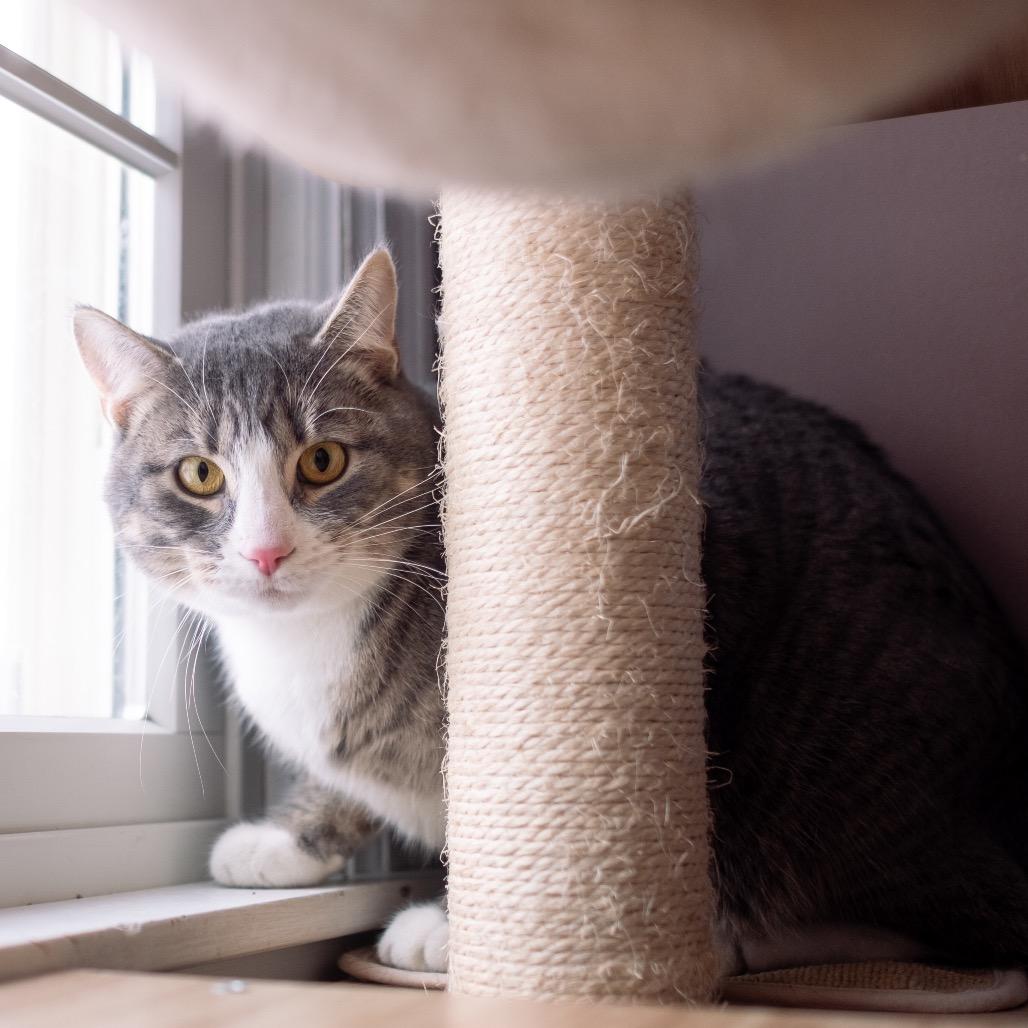 Shadow Jones, a Adoptable Domestic Short Hair in Inver Grove Heights, MN image 4/5