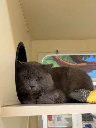 Smokey photo 2
