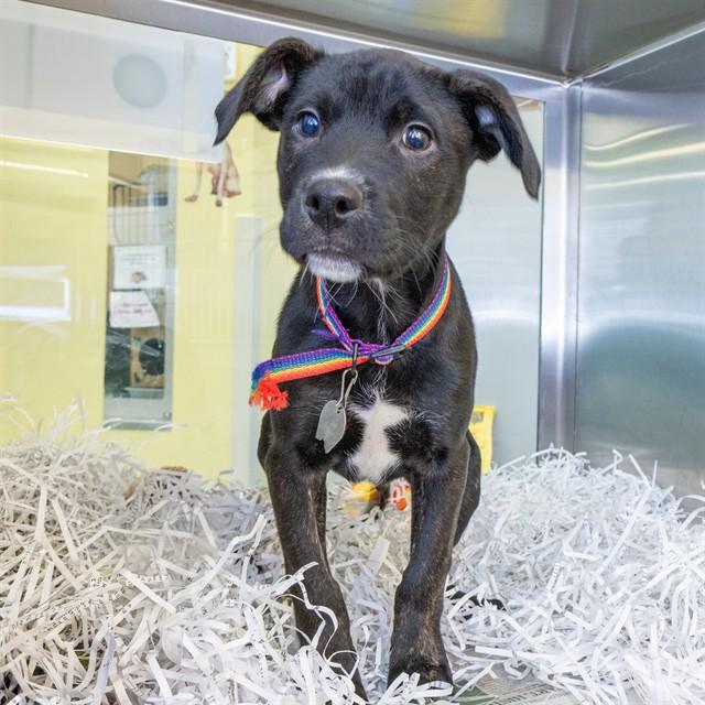 EDDIE MUNSON, Adoptable, Puppy Male Labrador Retriever & Mixed Breed.