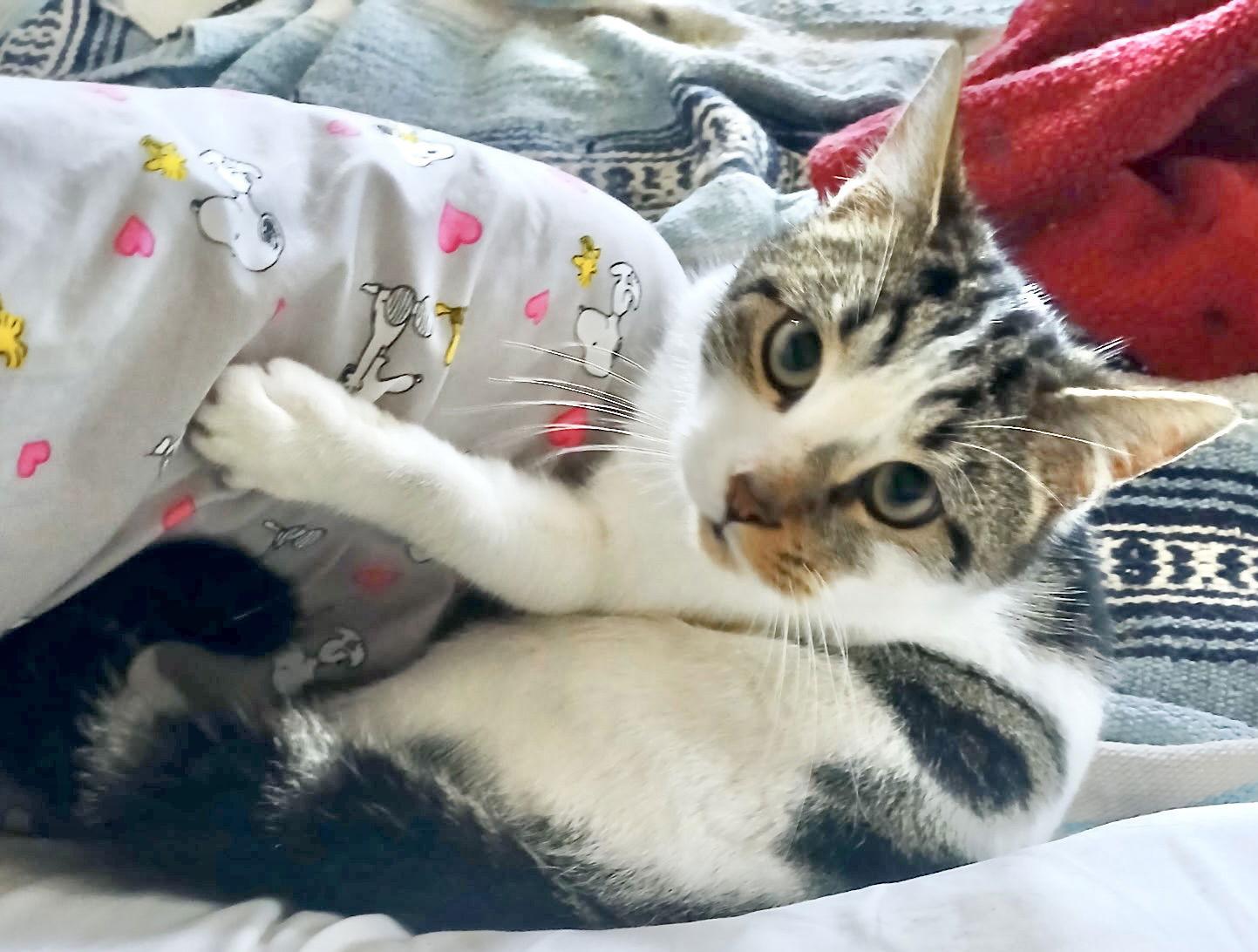 Pickle - perfect lil pal - CCC, Adoptable, Young Male Tabby & Domestic Short Hair.