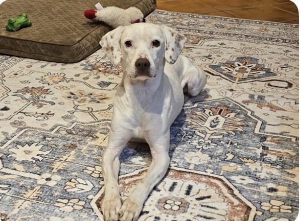 Machi — thumbnail 3