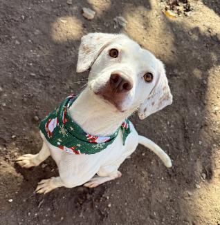 Machi — thumbnail 4