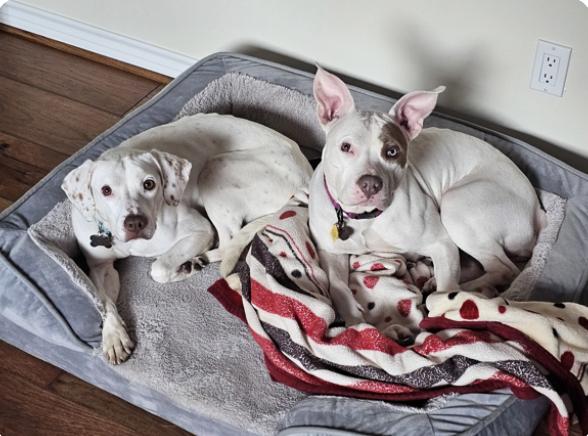 Machi — thumbnail 5