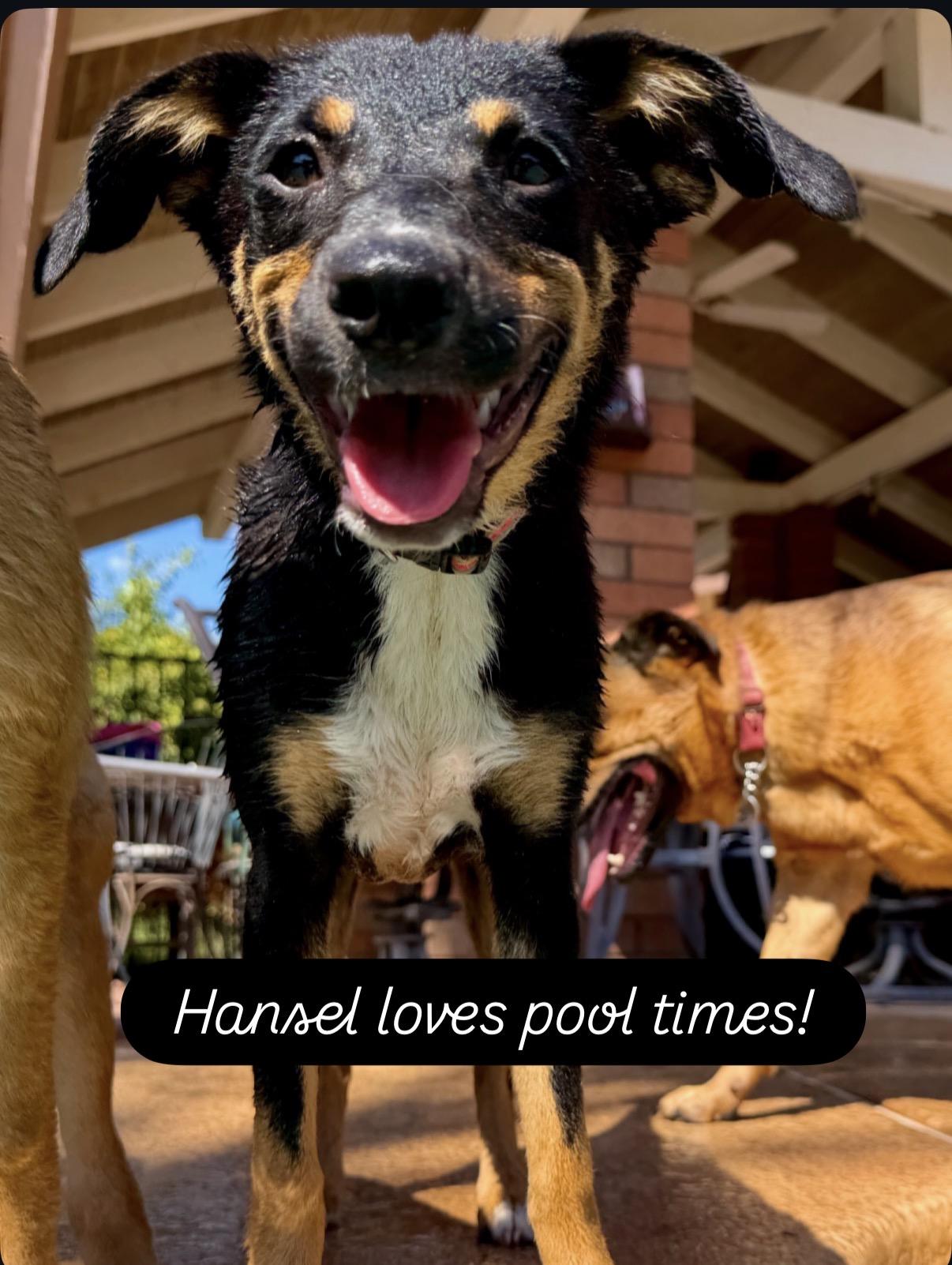 Hansel, a ADOPTABLE mixed breed in Gilbert, AZ image 6/6