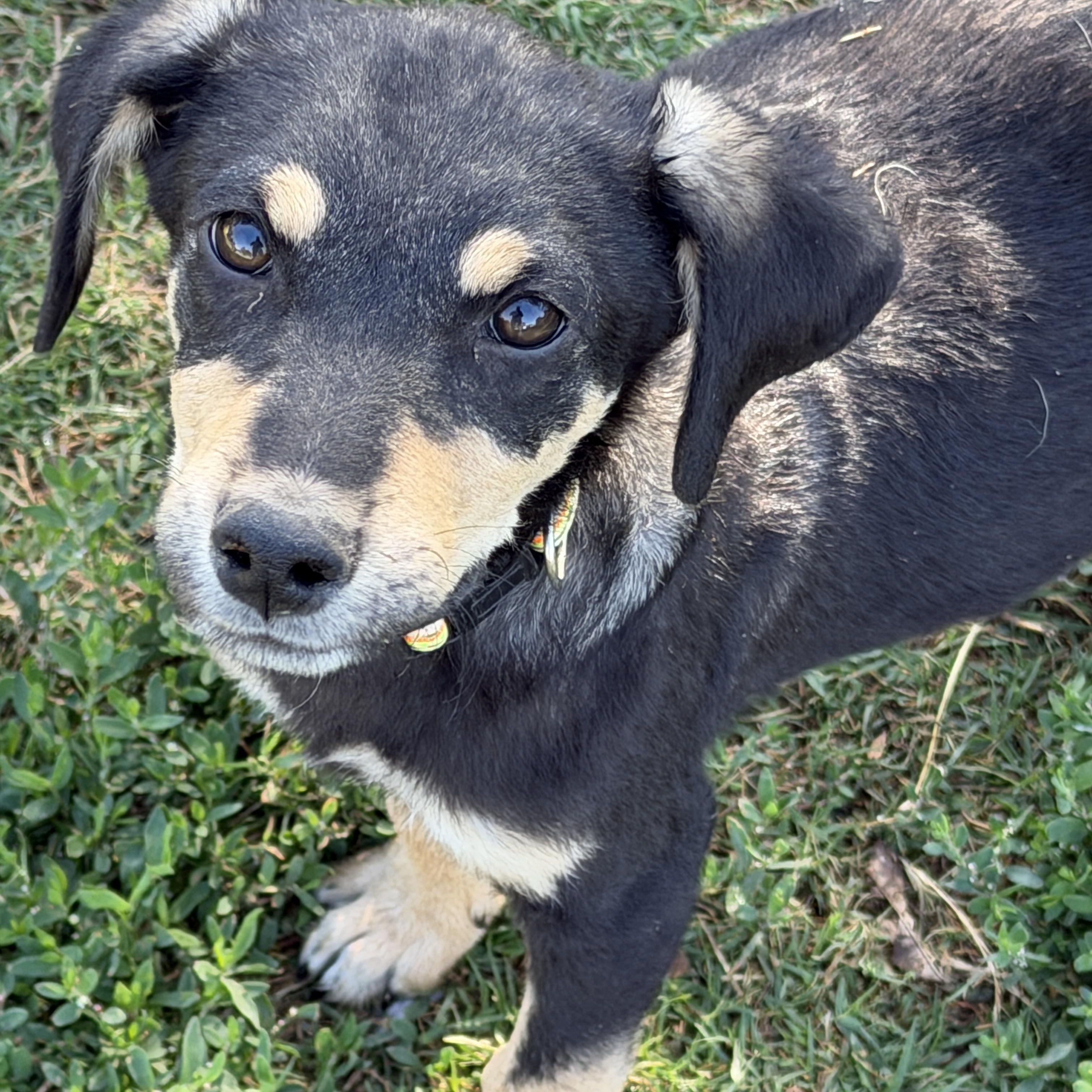 Hansel, ADOPTABLE, Puppy Female Australian Kelpie & German Pinscher.
