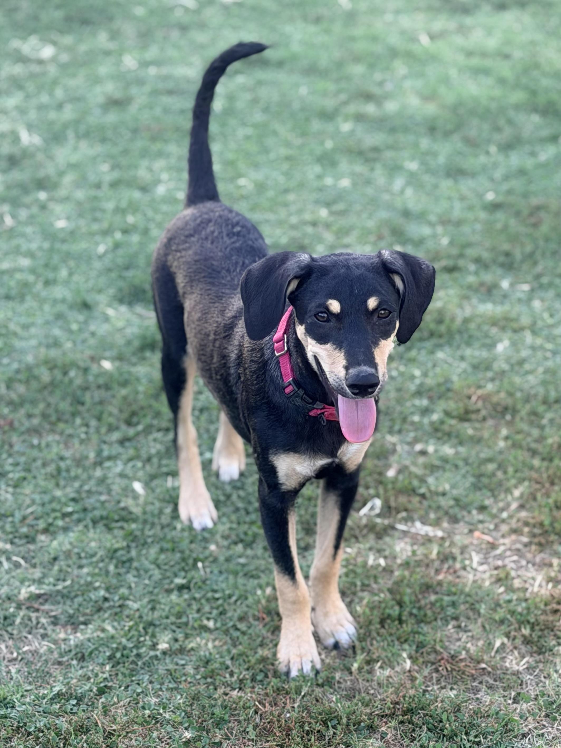 Hansel, a ADOPTABLE mixed breed in Gilbert, AZ image 6/6