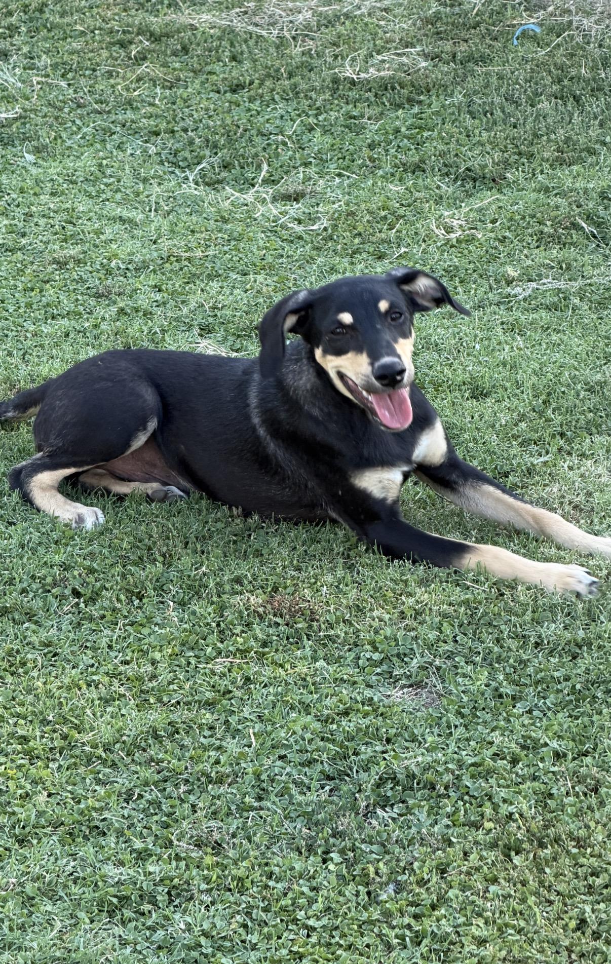 Enlarge Hansel, a ADOPTABLE mixed breed in Gilbert, AZ image 6/6