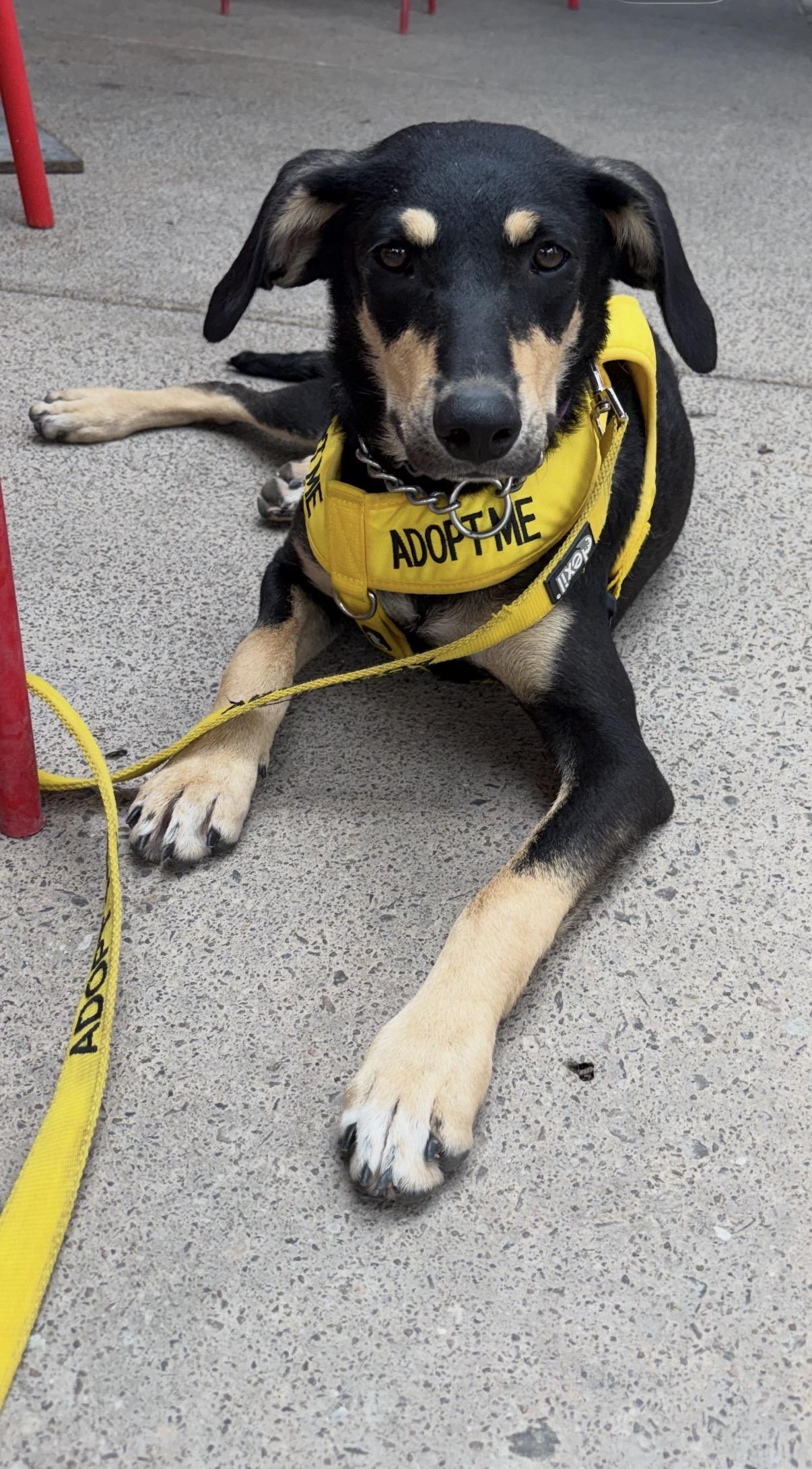 Enlarge Hansel, a Adoptable mixed breed in Gilbert, AZ image 6/6