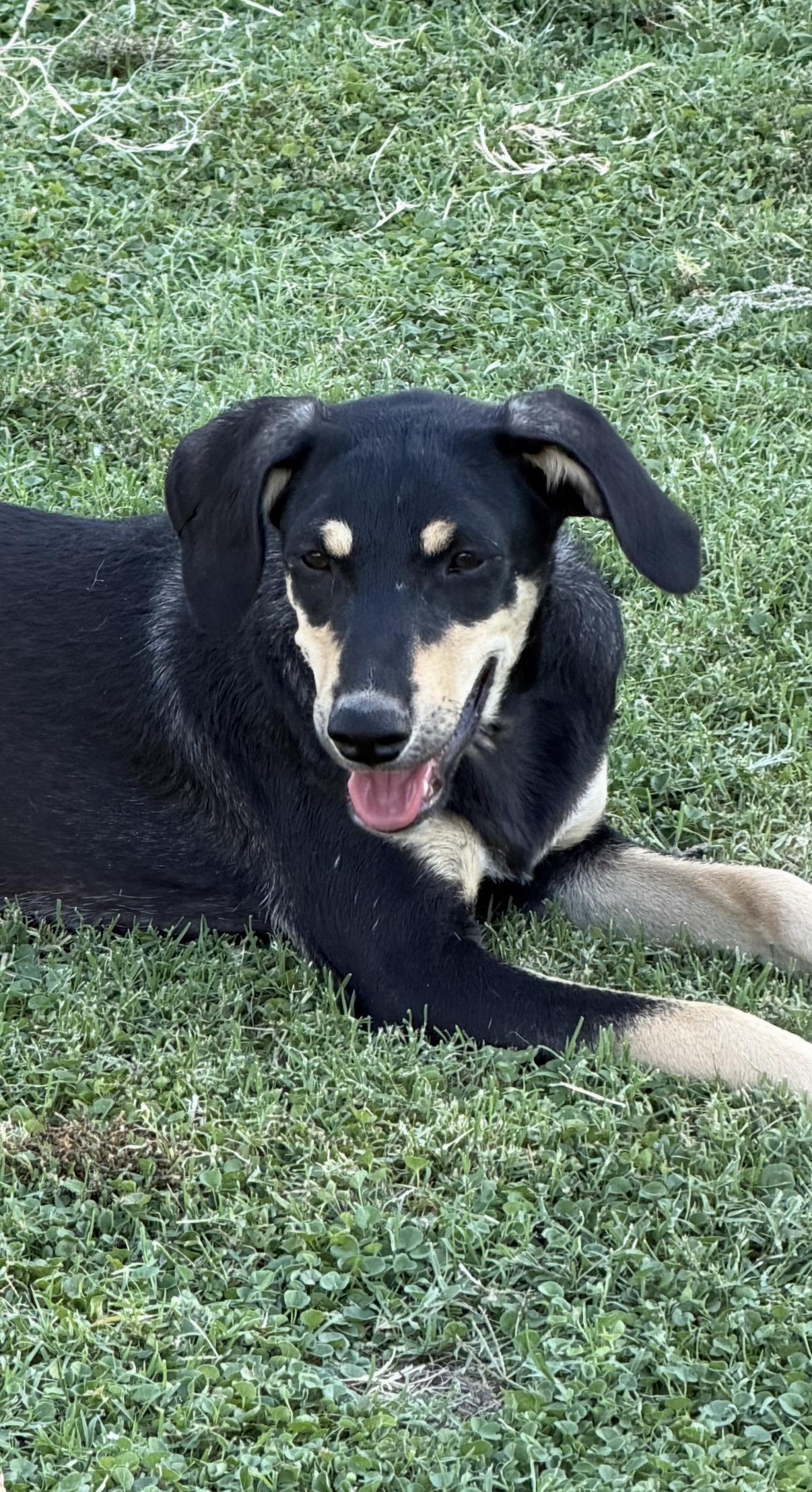 Enlarge Hansel, a ADOPTABLE mixed breed in Gilbert, AZ image 1/6