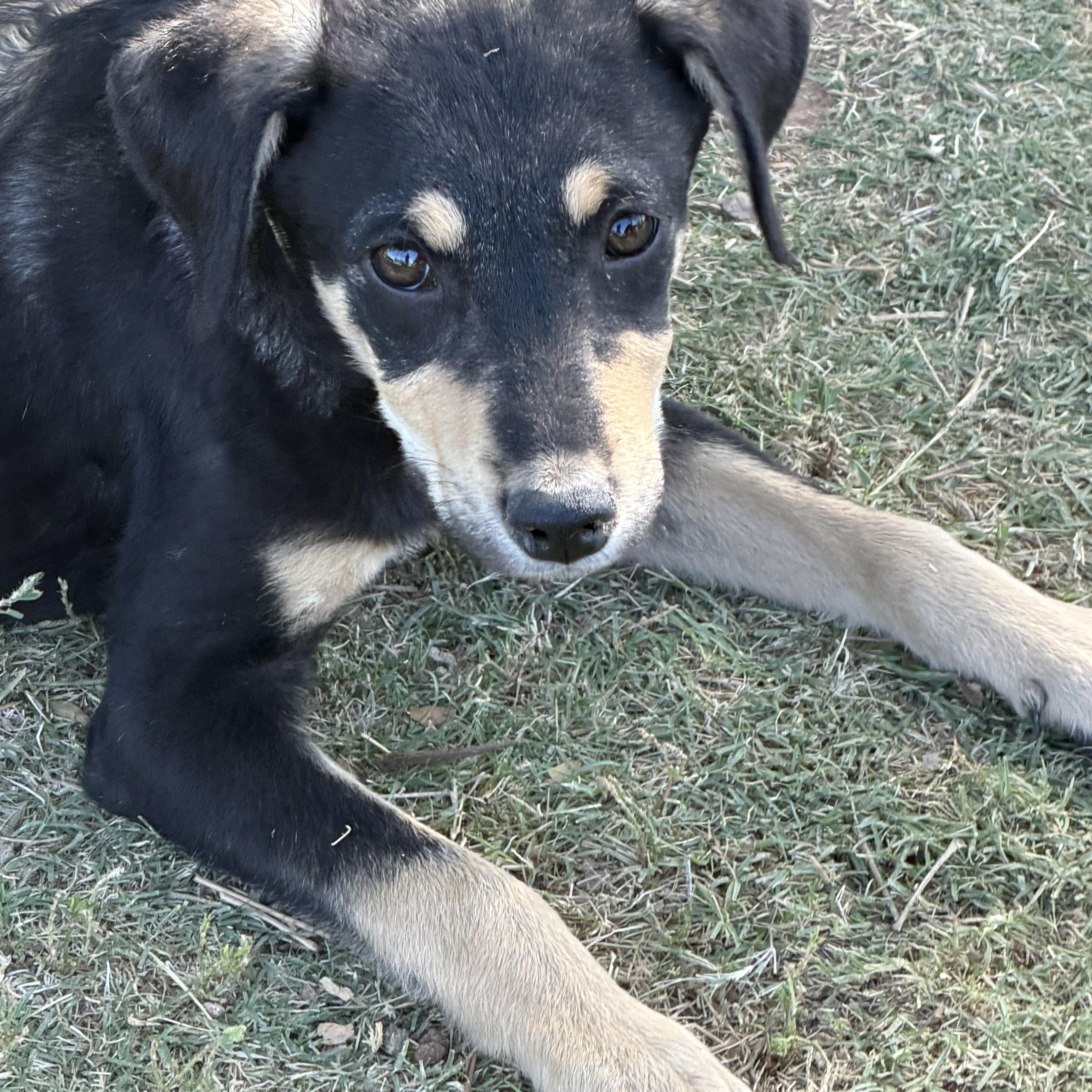 Enlarge Hansel, a ADOPTABLE mixed breed in Gilbert, AZ image 2/6