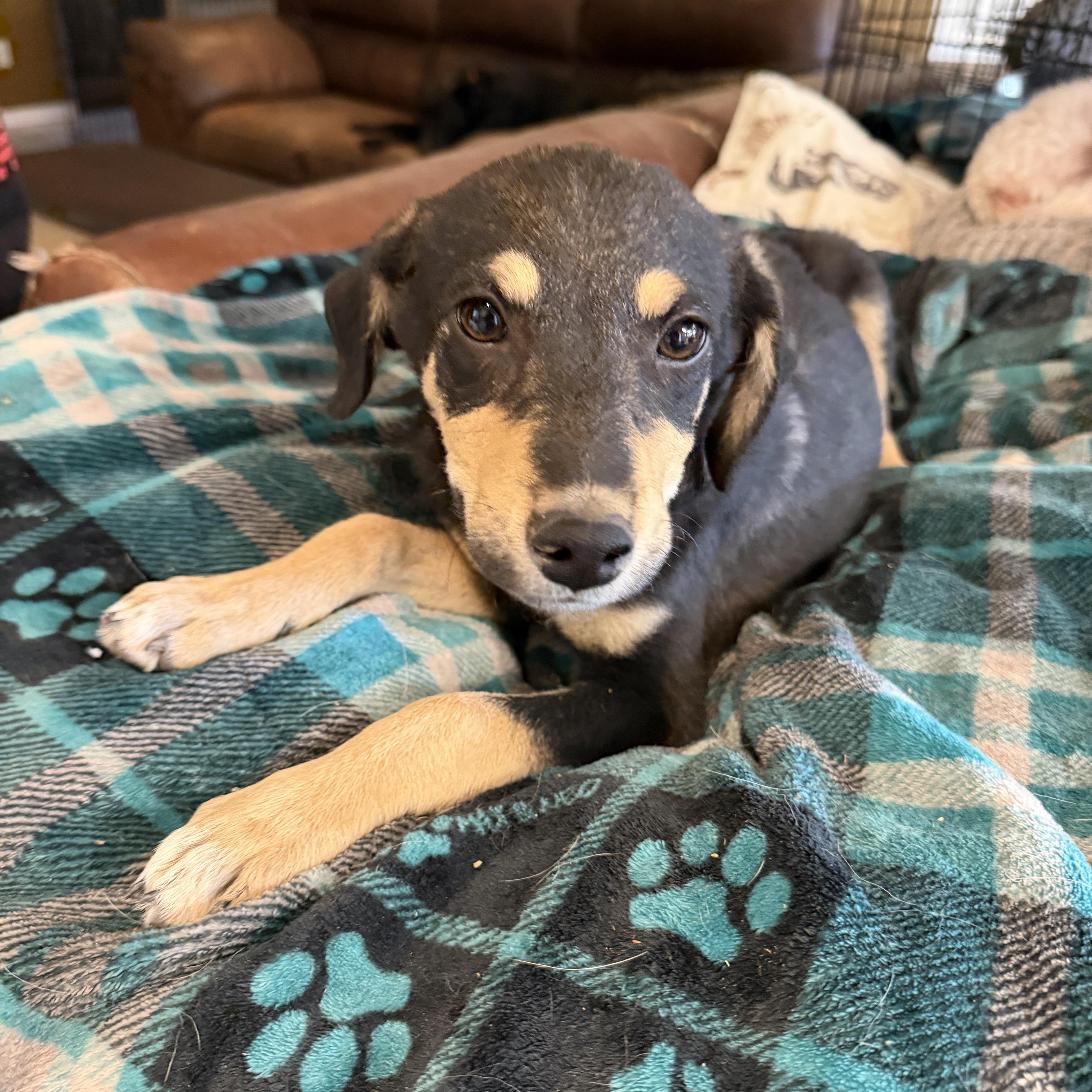 Enlarge Hansel, a ADOPTABLE mixed breed in Gilbert, AZ image 5/6