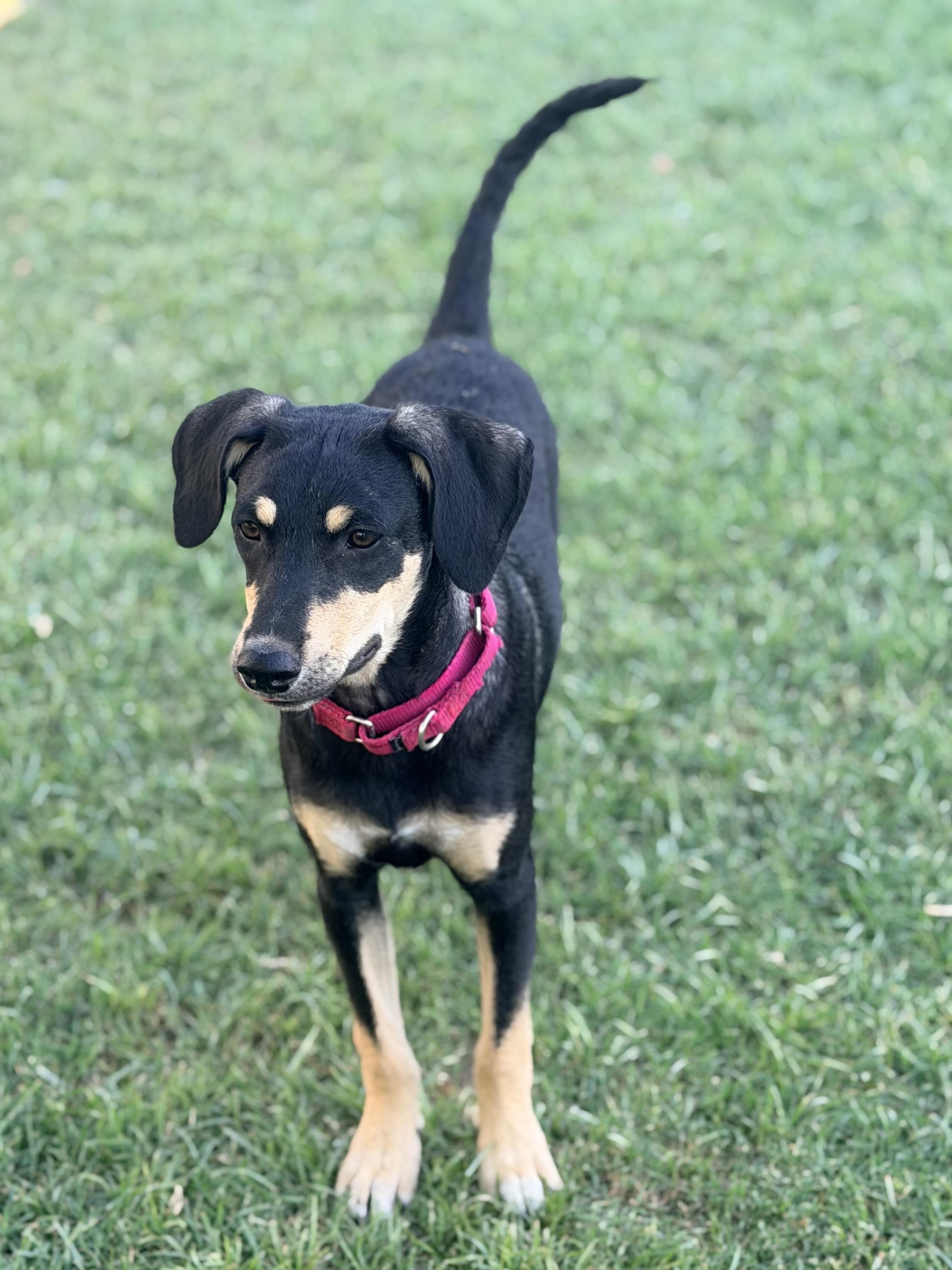 Hansel, a ADOPTABLE mixed breed in Gilbert, AZ image 1/6