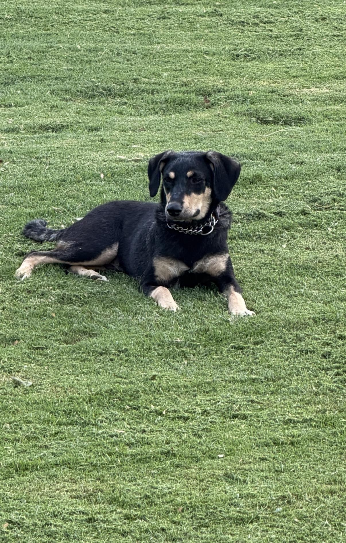 Hansel, Adoptable, Young Male German Pinscher & Australian Kelpie.