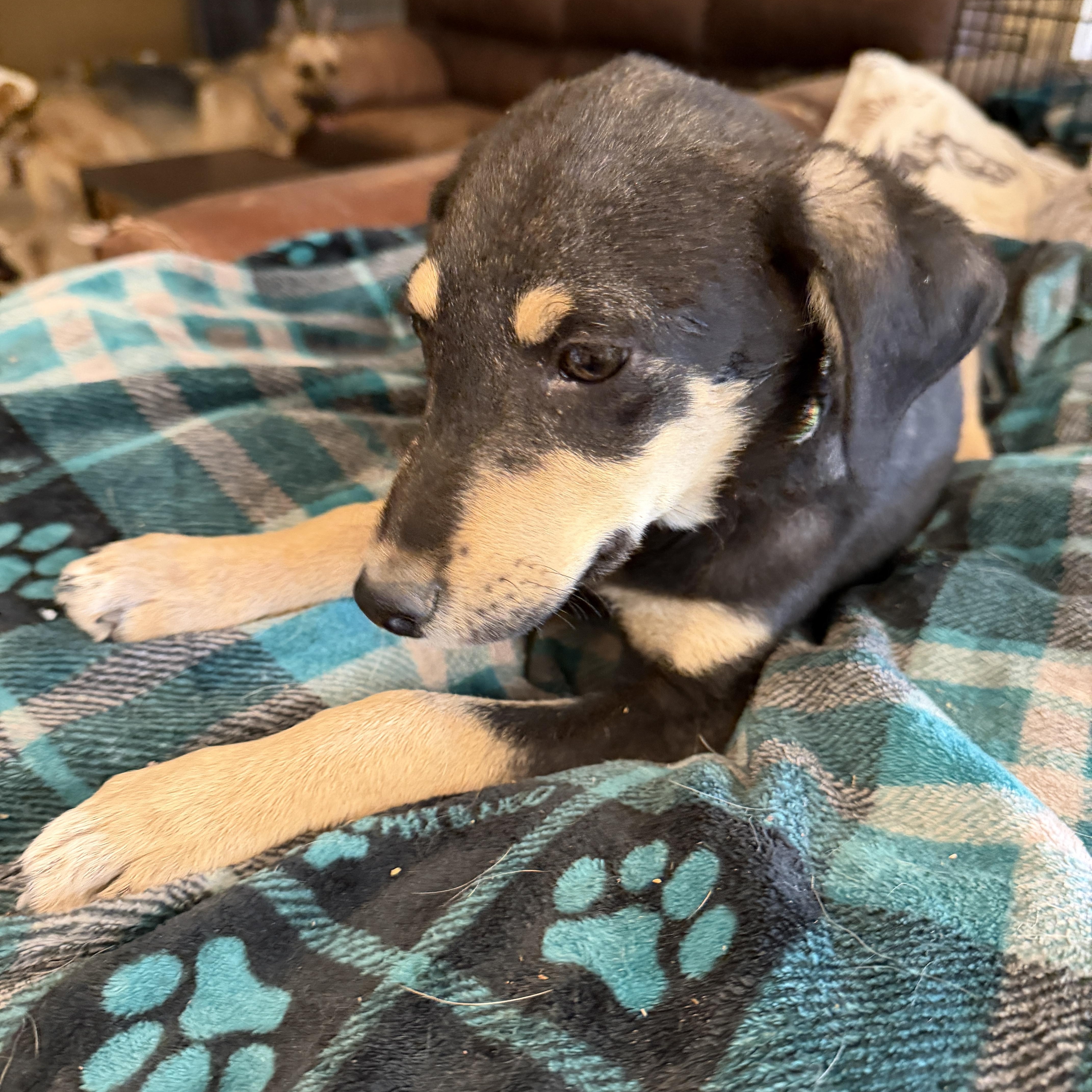 Enlarge Hansel, a ADOPTABLE mixed breed in Gilbert, AZ image 3/6