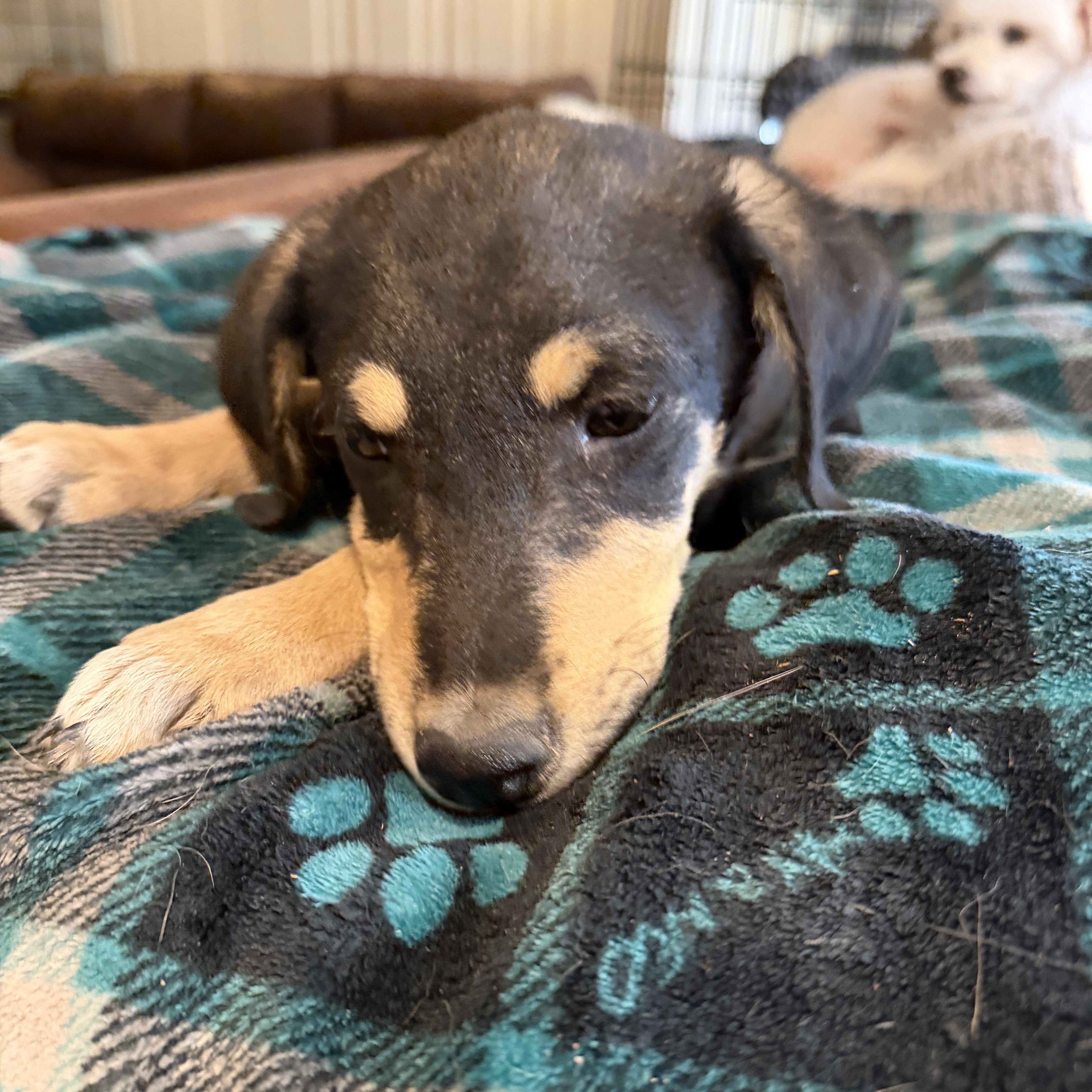 Enlarge Hansel, a ADOPTABLE mixed breed in Gilbert, AZ image 4/6