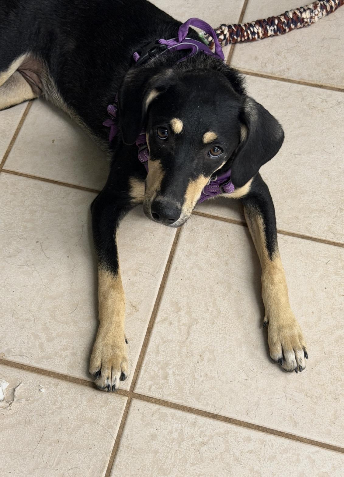 Hansel, Adoptable, Young Male German Pinscher & Australian Kelpie.