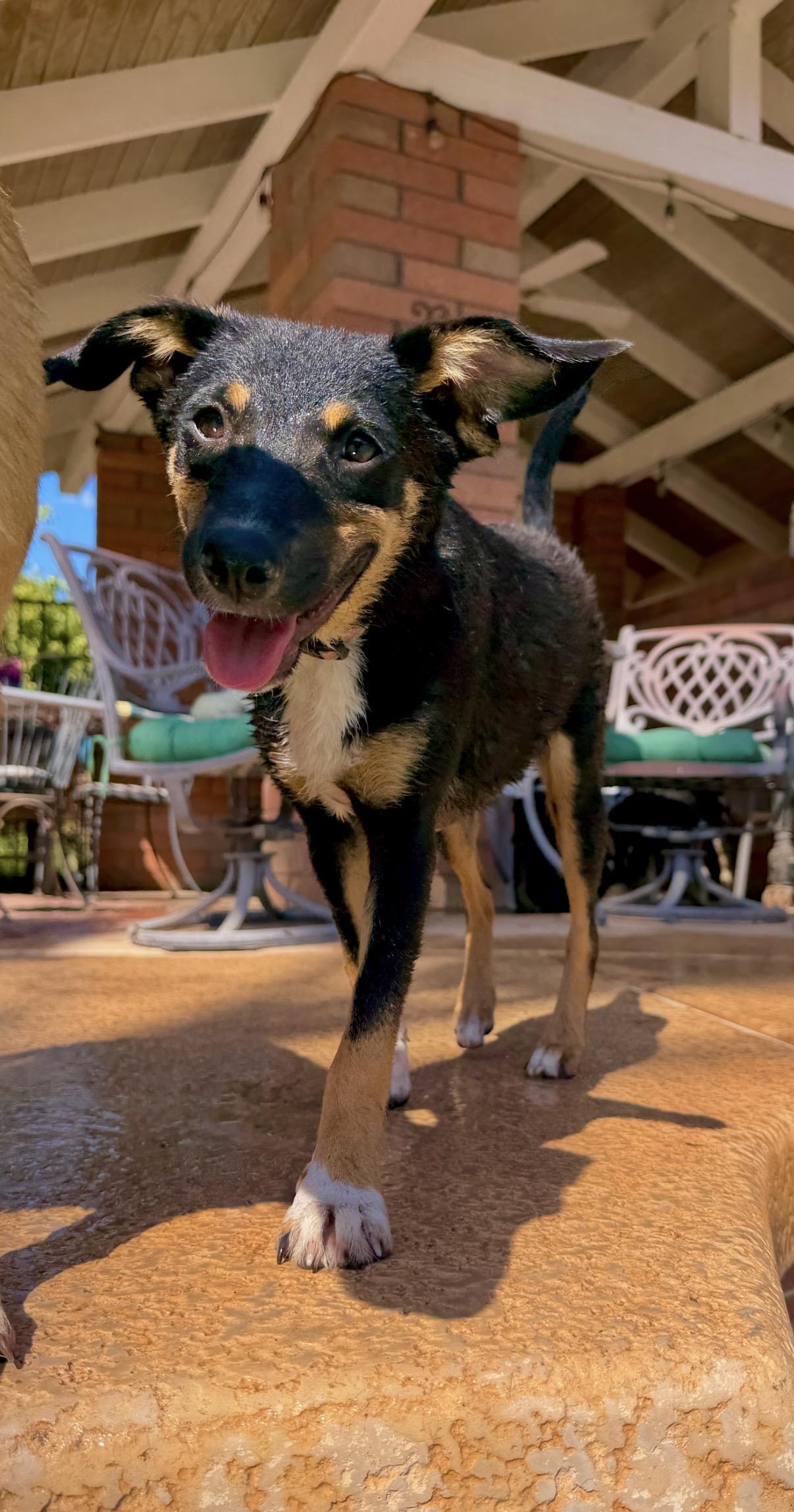Hansel, a ADOPTABLE mixed breed in Gilbert, AZ image 5/6