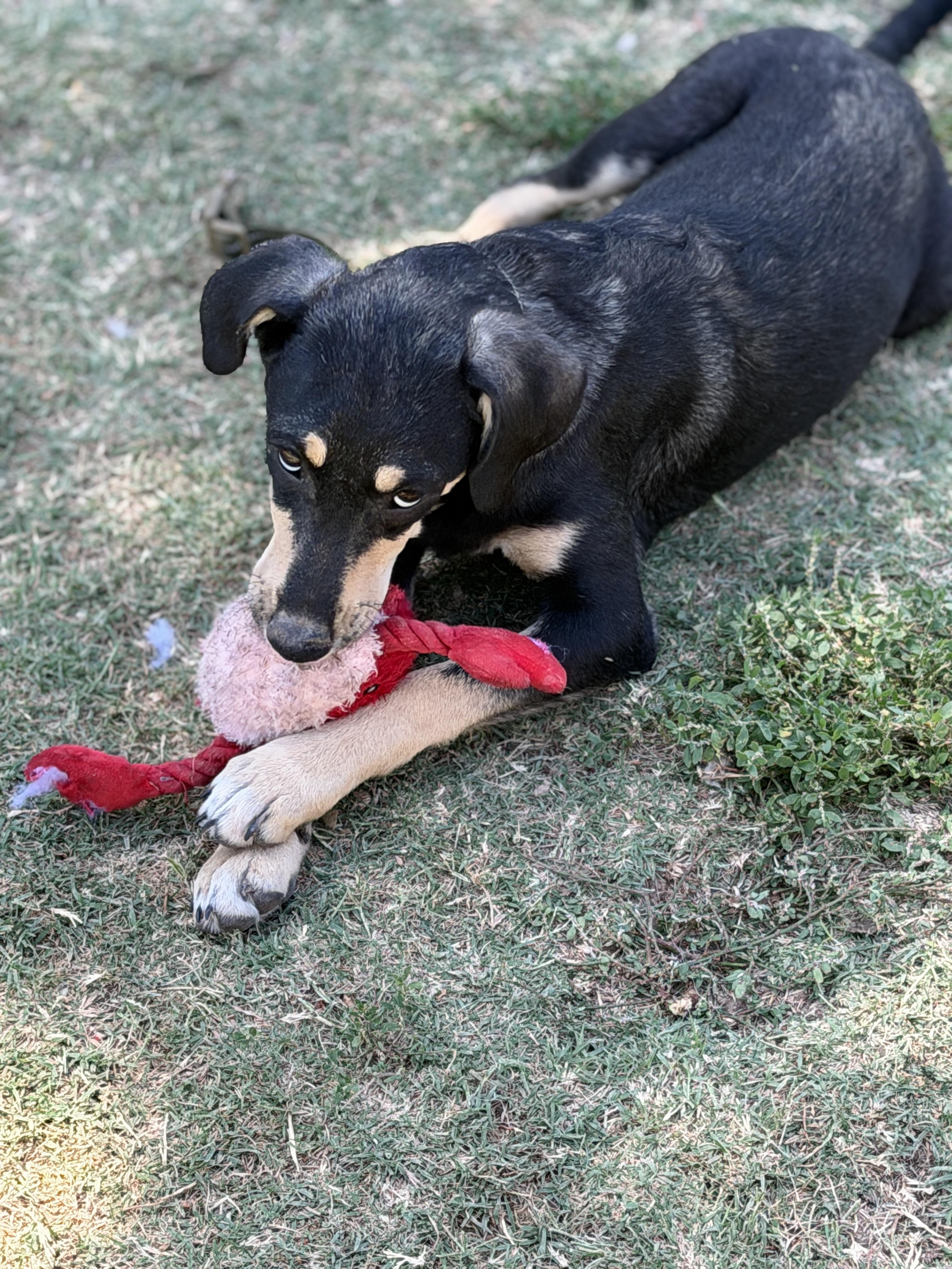 Hansel, ADOPTABLE, Puppy Male Australian Kelpie & Beagle.