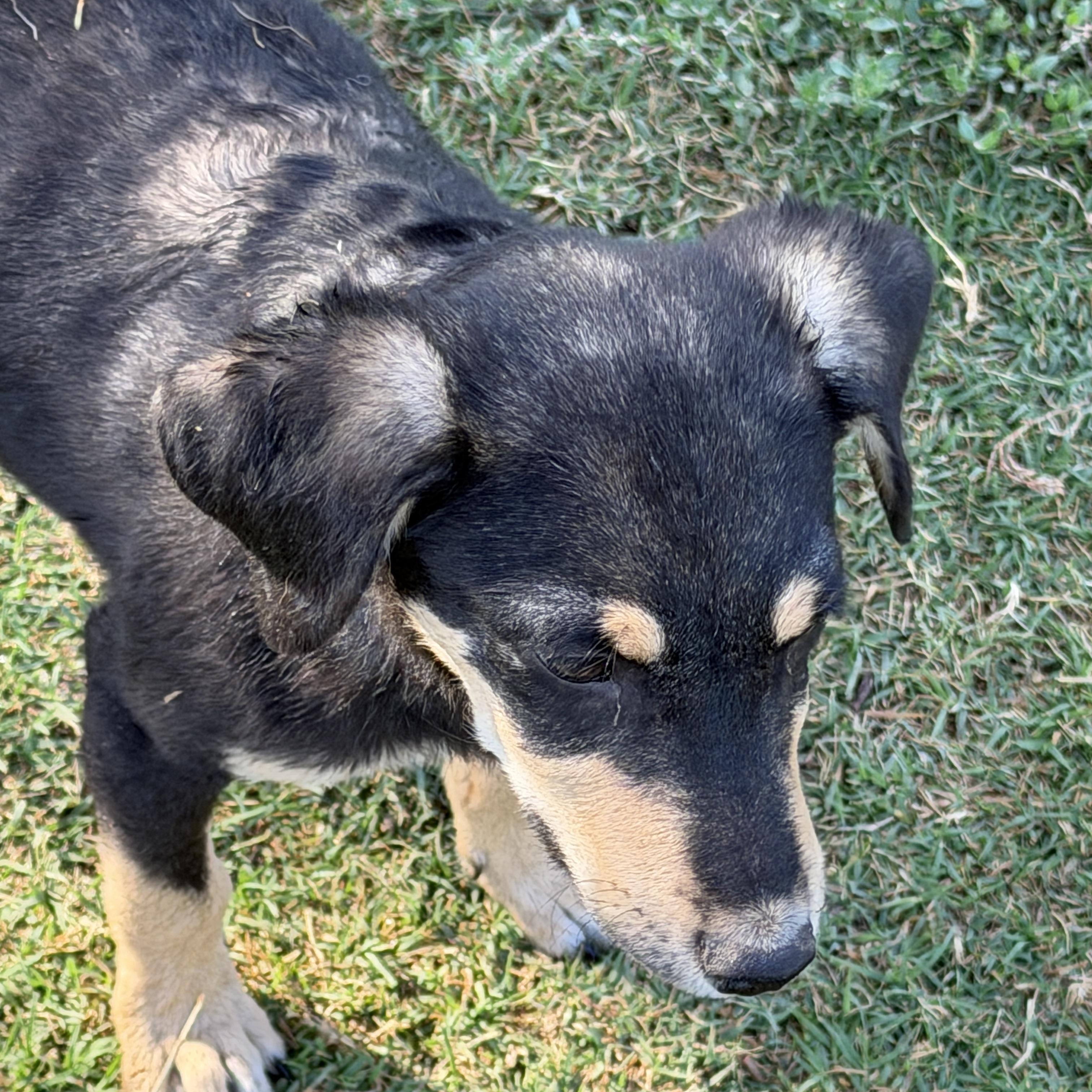 Enlarge Hansel, a ADOPTABLE mixed breed in Gilbert, AZ image 6/6