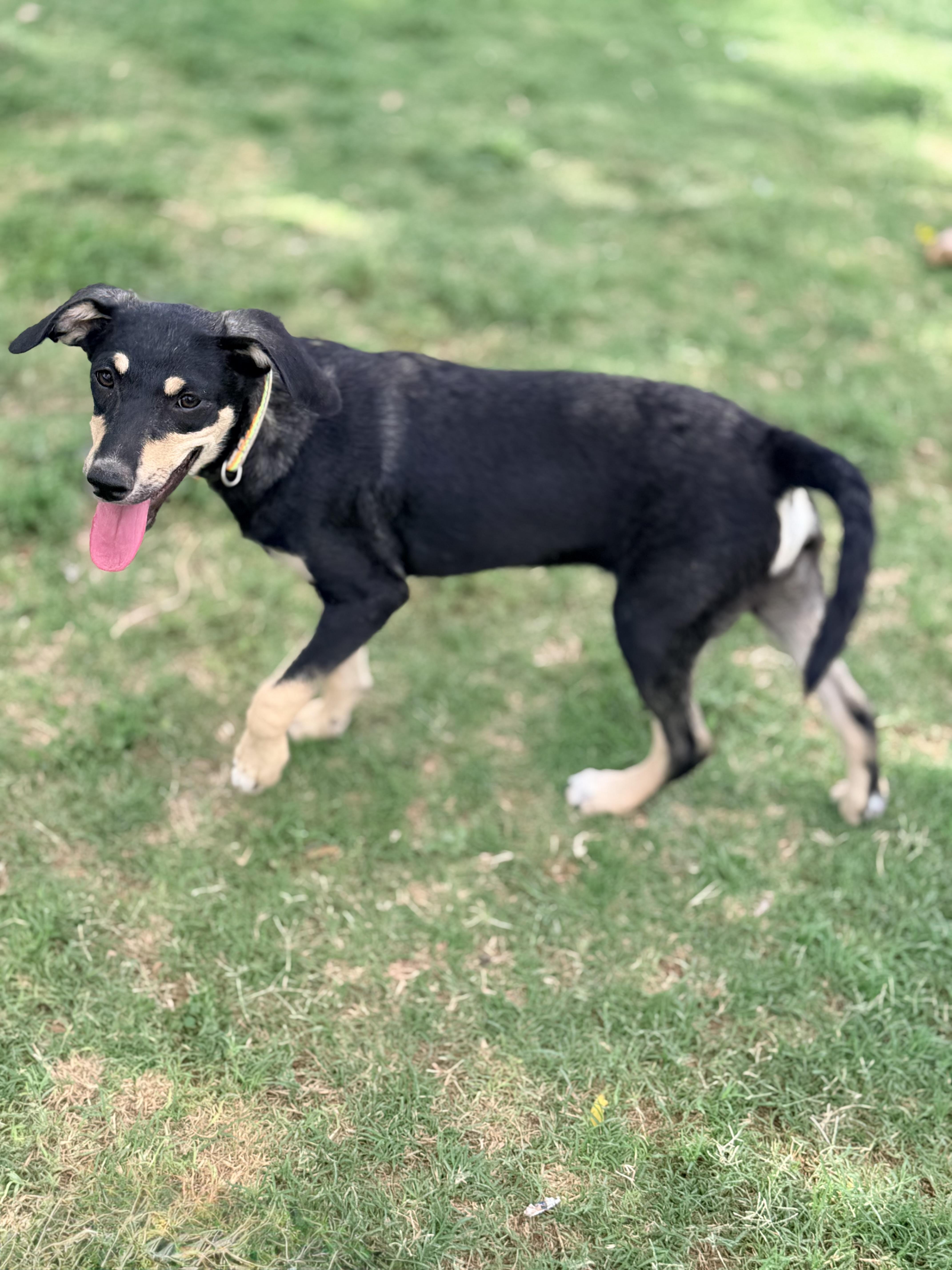 Hansel, a ADOPTABLE mixed breed in Gilbert, AZ image 4/6