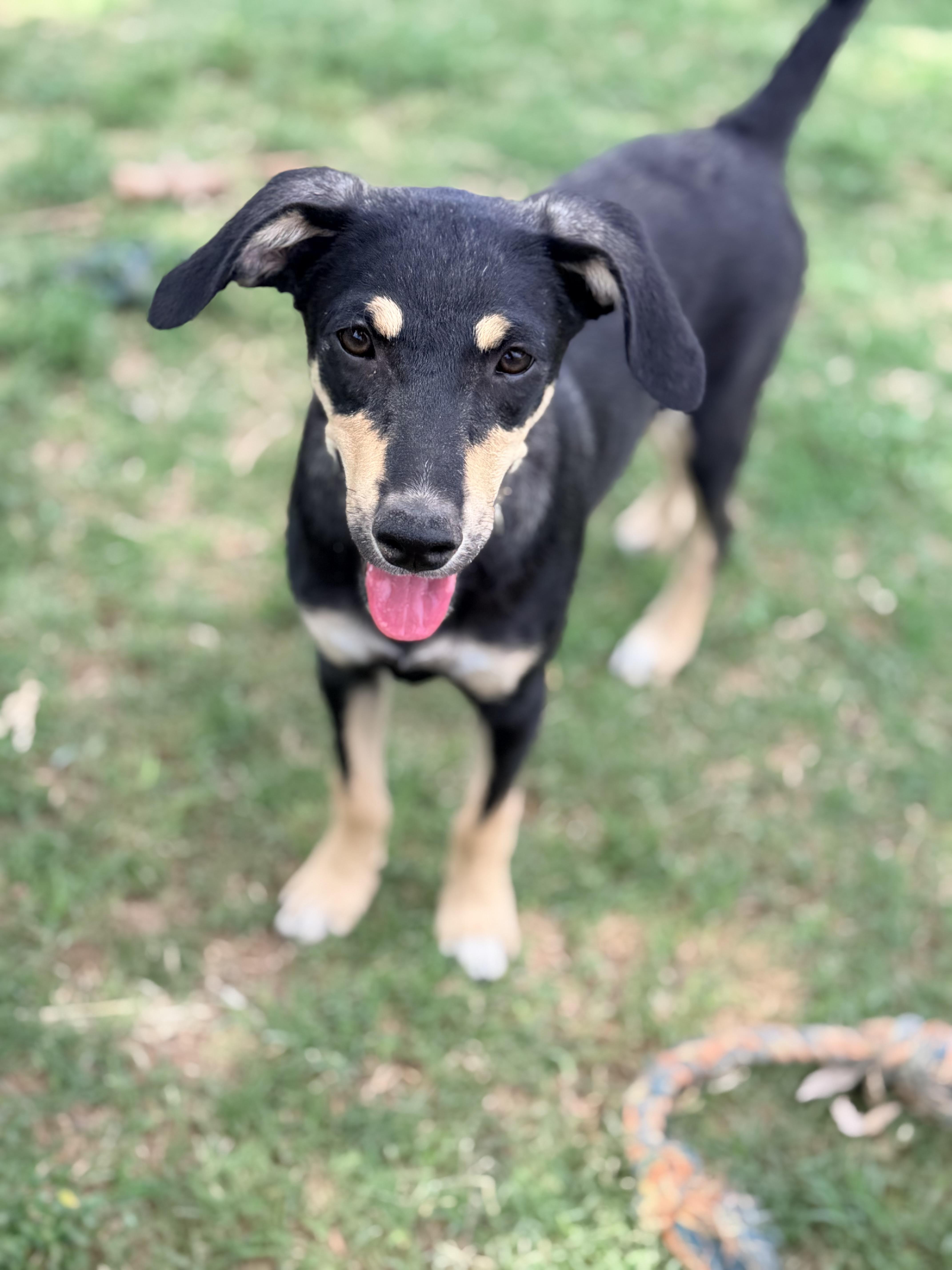 Hansel, ADOPTABLE, Puppy Male Australian Kelpie & Beagle.
