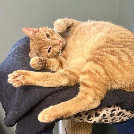Slipper, Adoptable, Young Male Domestic Short Hair.
