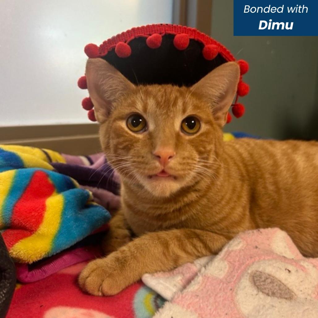 Enlarge Slipper, a Adoptable Domestic Short Hair in Baltimore, MD image 2/6