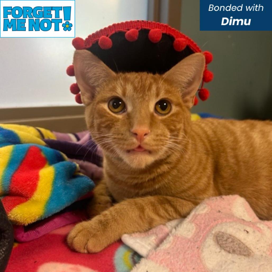 Enlarge Slipper, a Adoptable Domestic Short Hair in Baltimore, MD image 4/6