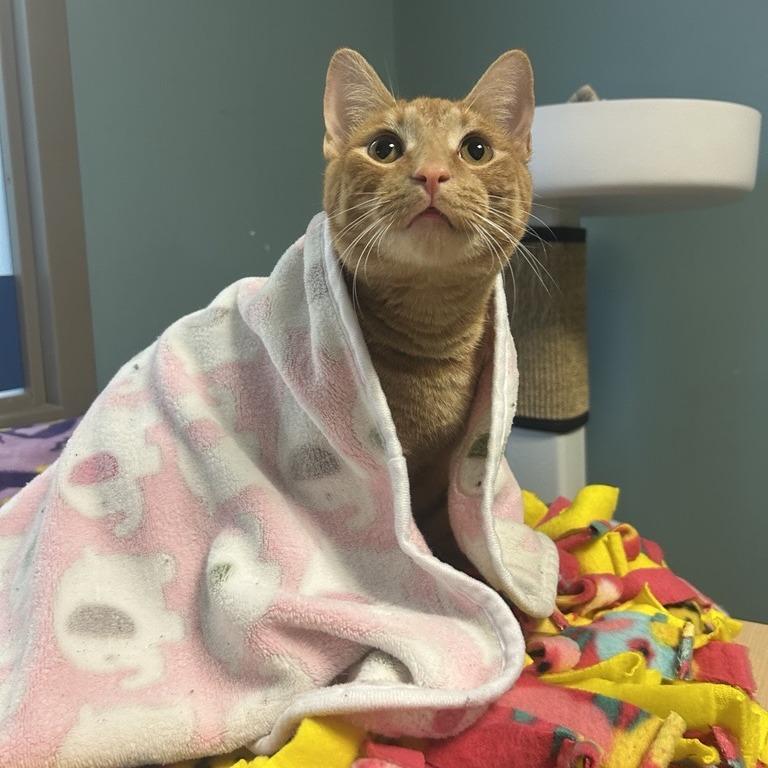 Enlarge Slipper, a Adoptable Domestic Short Hair in Baltimore, MD image 5/6