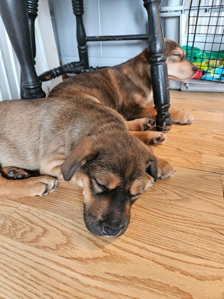 Enlarge Scarlett, a Adoptable mixed breed in Irwin, PA image 5/6