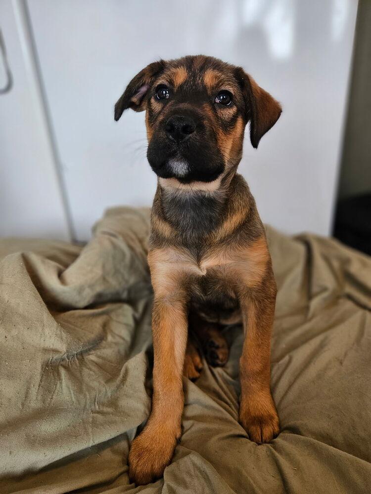 Enlarge Scarlett, a Adoptable mixed breed in Irwin, PA image 2/6