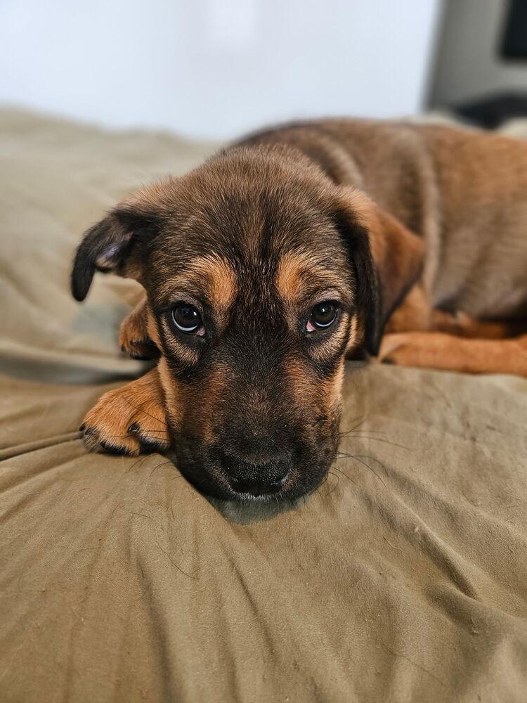 Enlarge Scarlett, a Adoptable mixed breed in Irwin, PA image 4/6