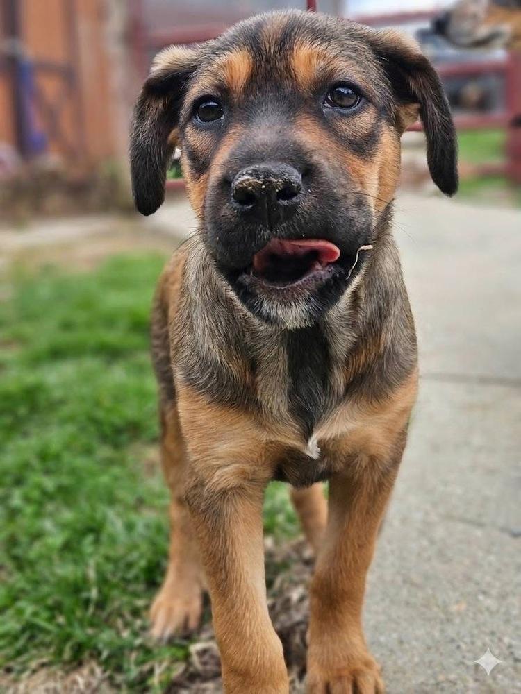 Enlarge Scarlett, a Adoptable mixed breed in Irwin, PA image 3/6