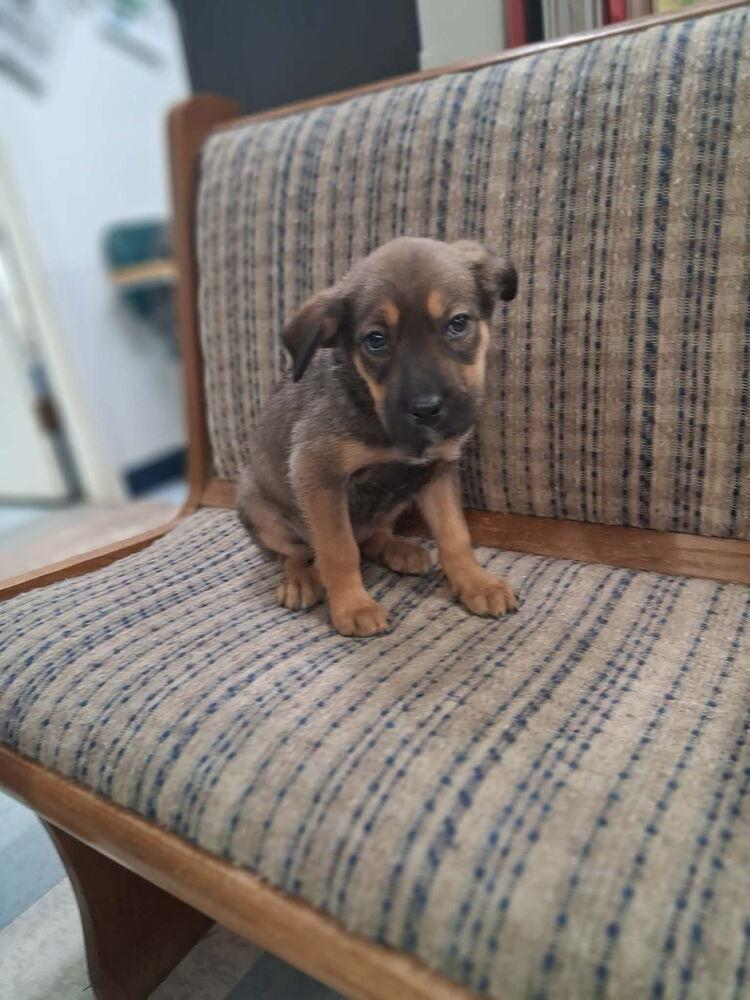 Enlarge Scarlett, a Adoptable mixed breed in Irwin, PA image 2/2