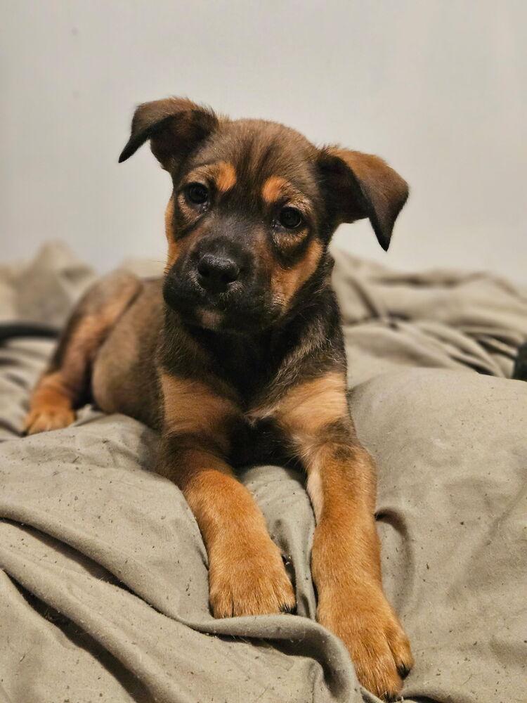 Enlarge Scarlett, a Adoptable mixed breed in Irwin, PA image 1/2