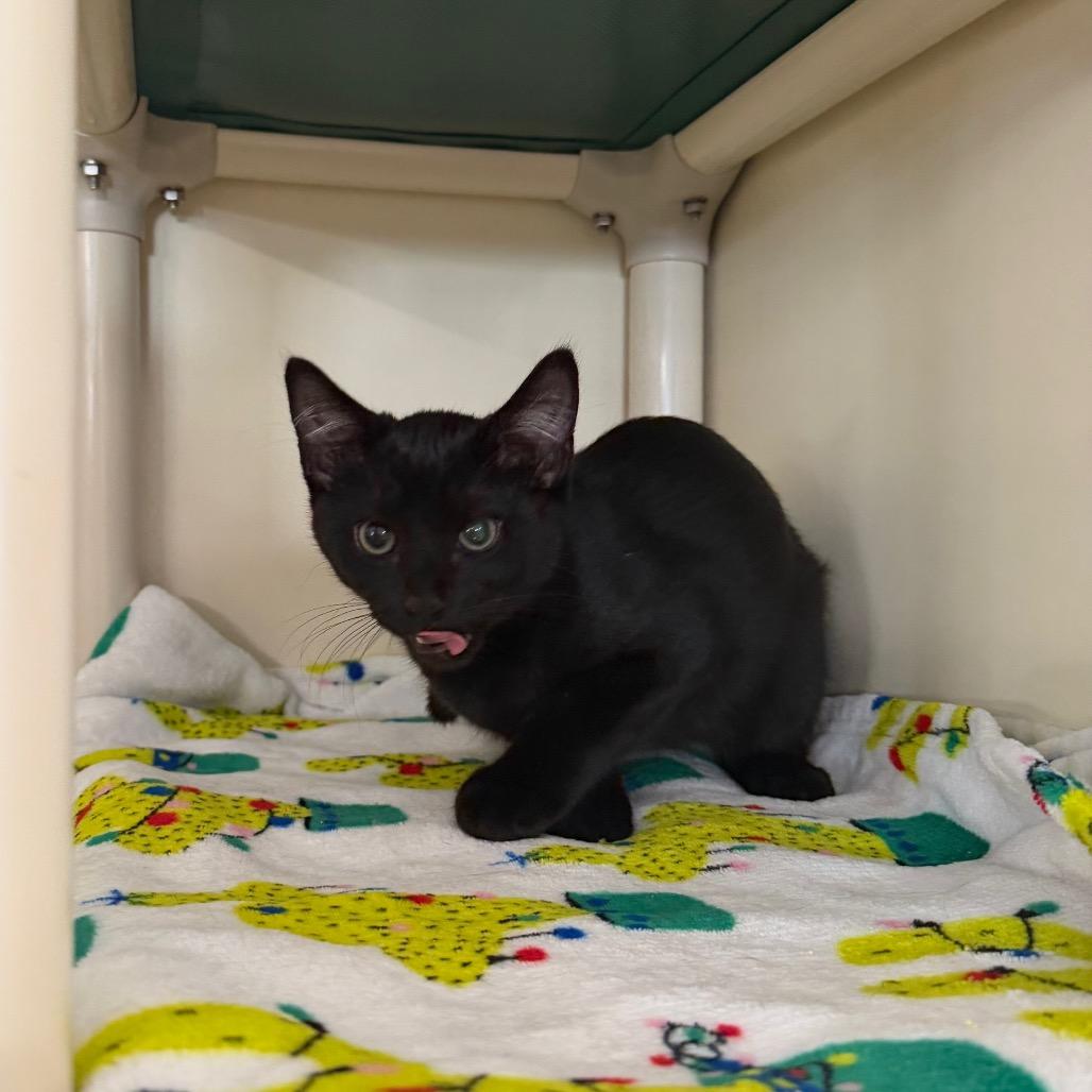 Enlarge Zamboni, a Adoptable Domestic Short Hair in Spanish Fork, UT image 1/1