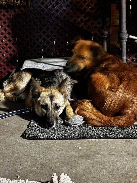 Ashe, Adoptable, Young Female German Shepherd Dog.