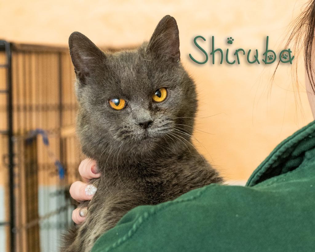 Enlarge Shiruba , a ADOPTABLE Domestic Short Hair in Somerset, PA image 1/1