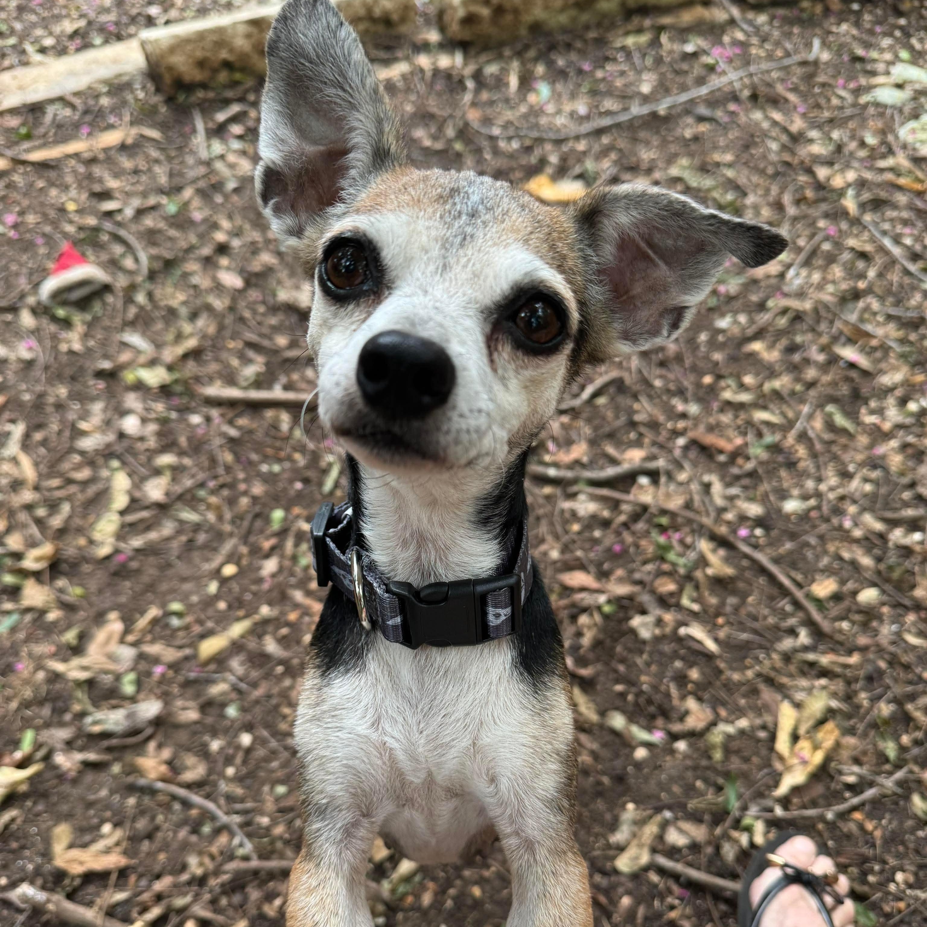 Enlarge Keke, a Adoptable mixed breed in Wimberley, TX image 3/6