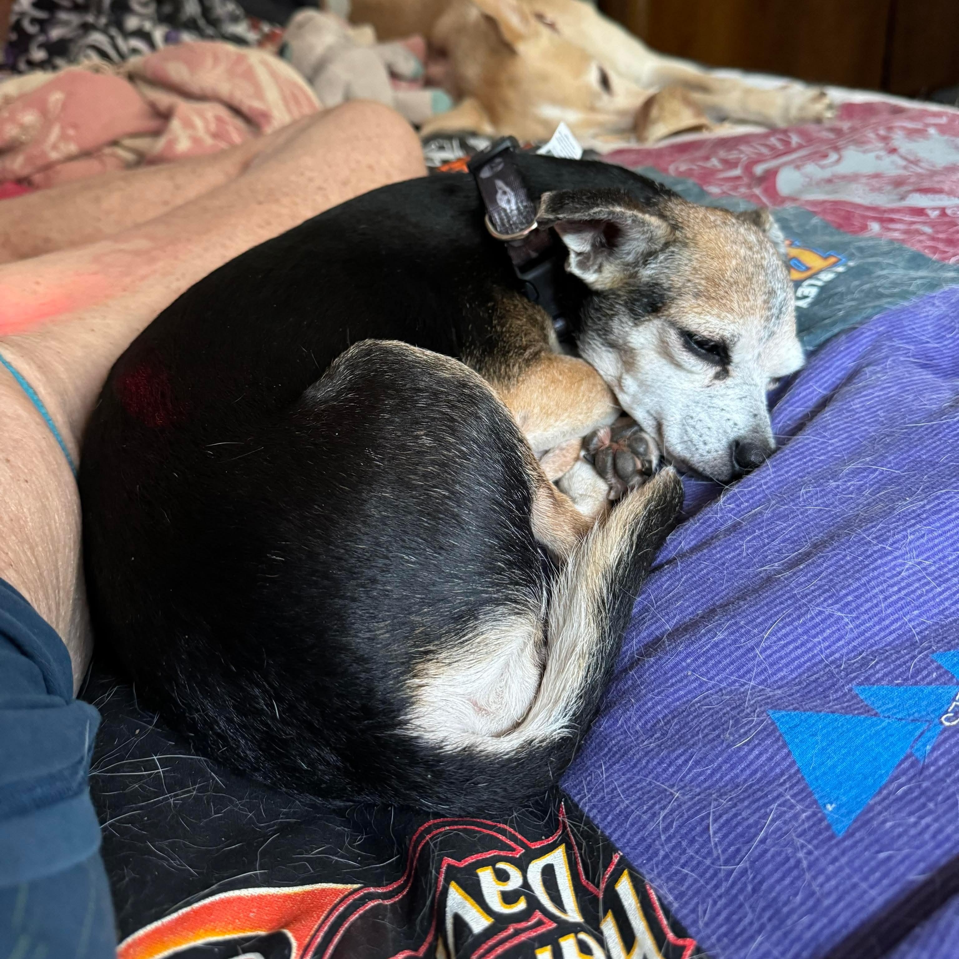 Enlarge Keke, a Adoptable mixed breed in Wimberley, TX image 1/6