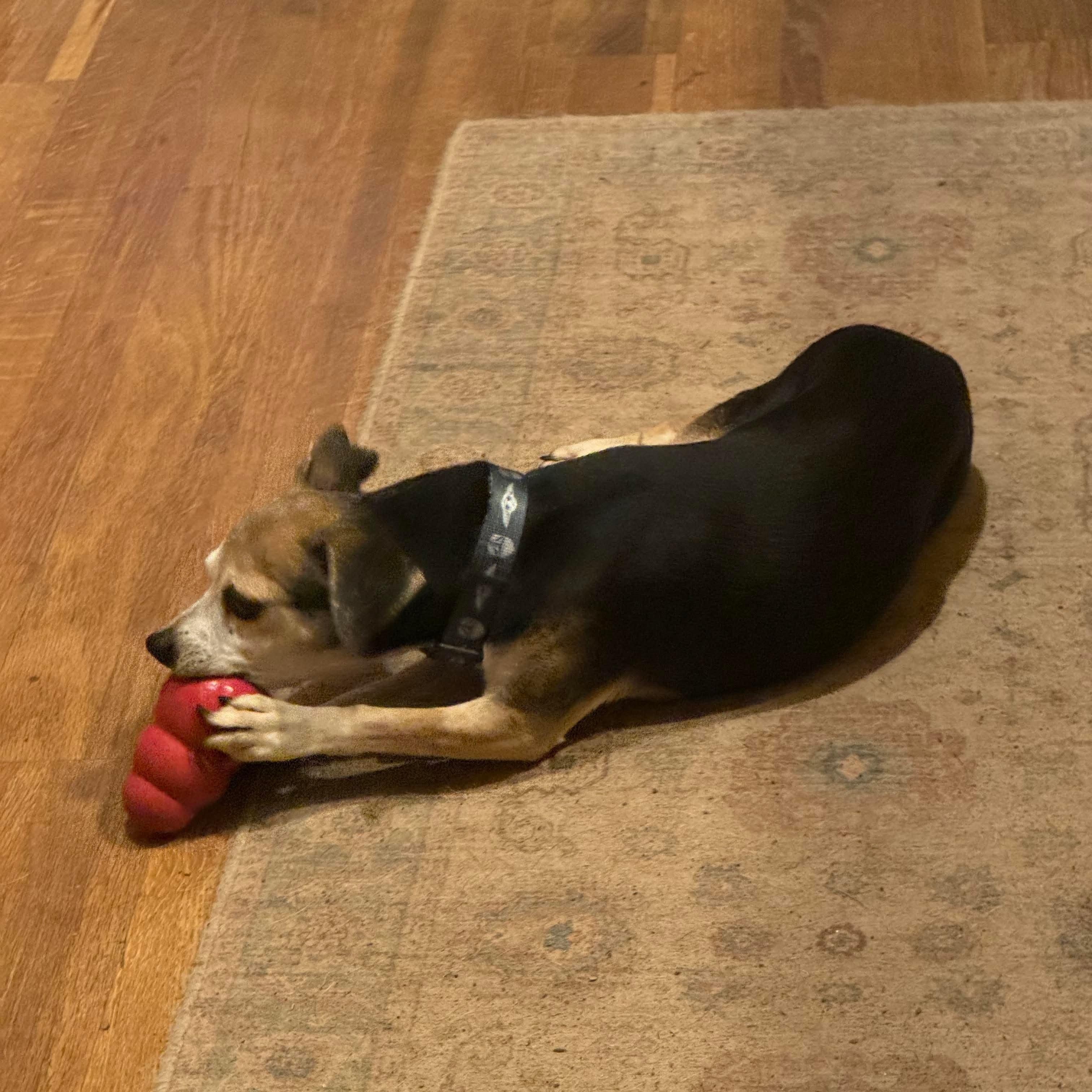 Enlarge Keke, a Adoptable mixed breed in Wimberley, TX image 5/6