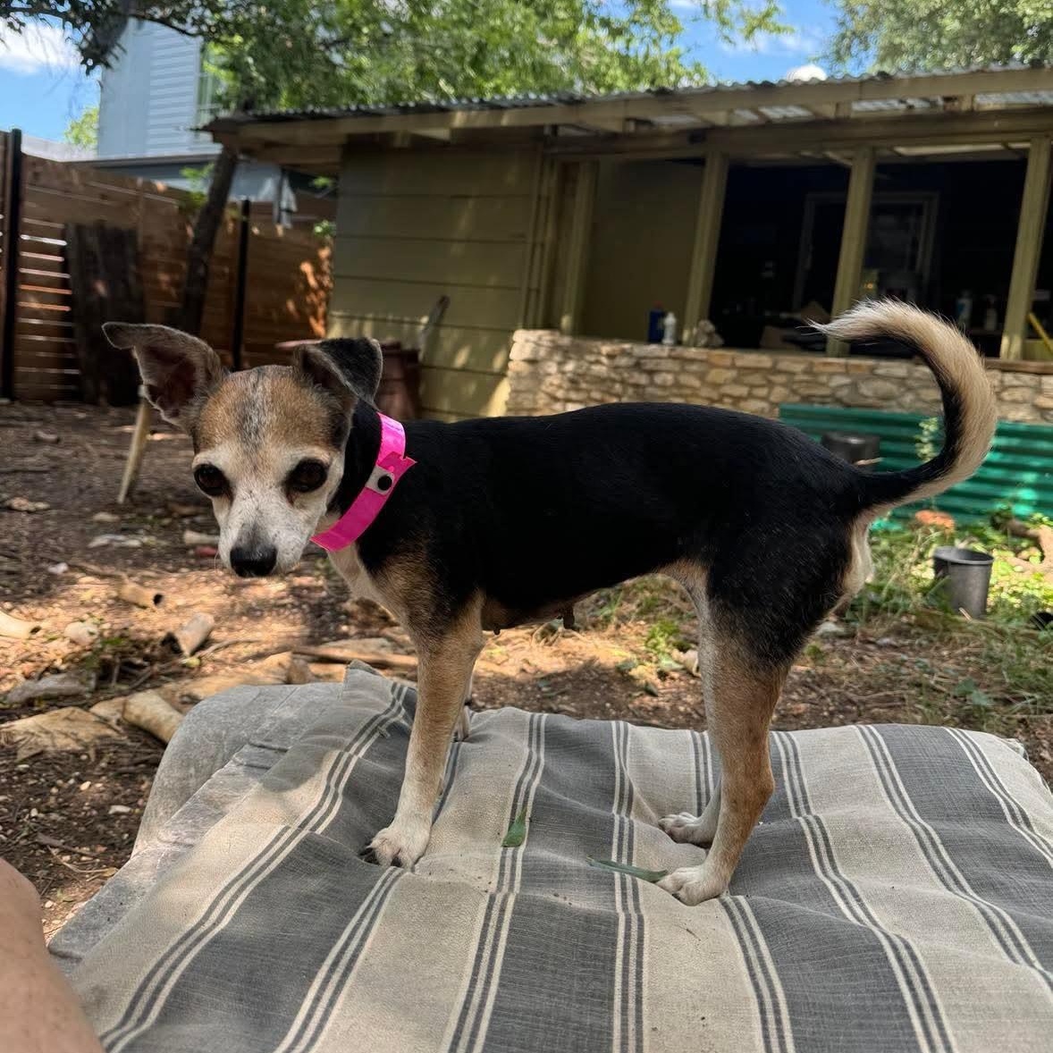 Enlarge Keke, a Adoptable mixed breed in Wimberley, TX image 2/6