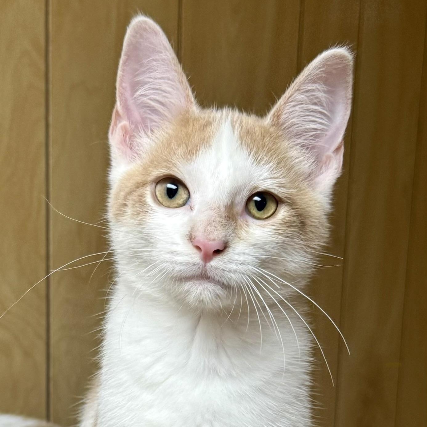 Enlarge Winston, a ADOPTABLE Domestic Short Hair in Frewsburg, NY image 1/1